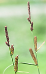 BB 09 0343 / Carex acutiformis / Rankstarr